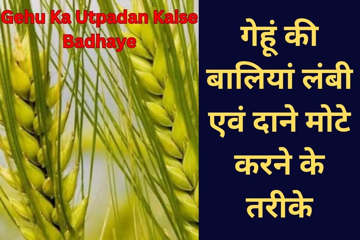 Gehu Ka Utpadan Kaise Badhaye: गेहूं की बालियां लंबी एवं दाने मोटे करने के तरीके